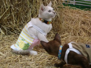 Cute cats for adoption