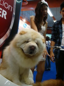 Cute dog cute girl