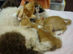 Kittens with dog
