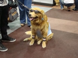 Cool doggy