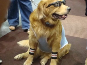 Mister cool dog
